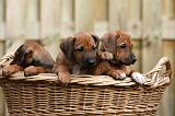 RODESIAN RIDGEBACK 222
